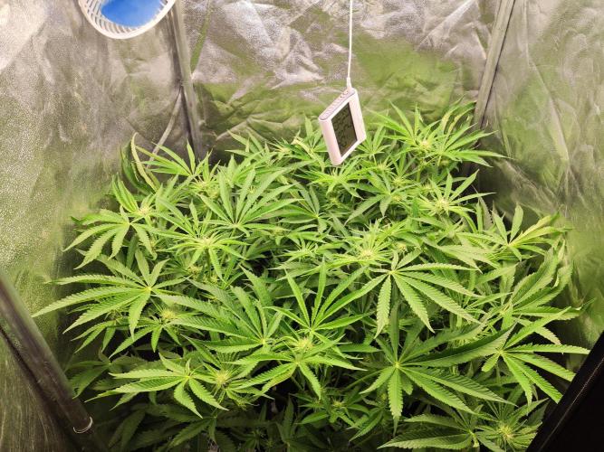 Shkruntzz. Week 9