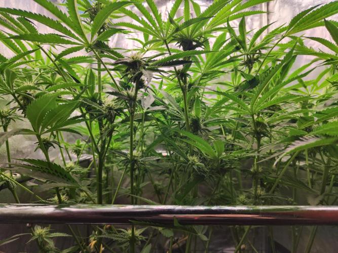 Shkruntzz. Week 9