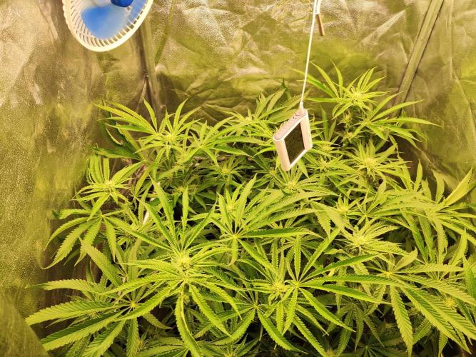 Shkruntzz. Week 9