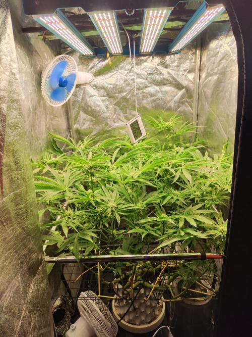 DR60. Week 9