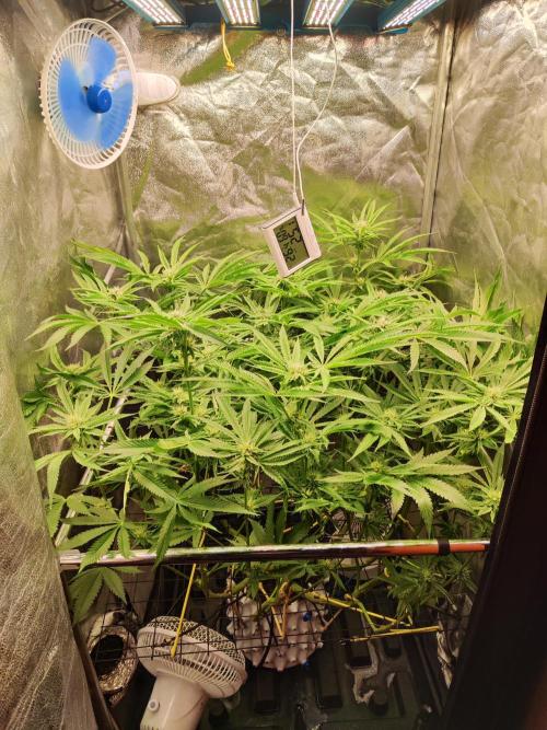 Shkruntzz. Week 10