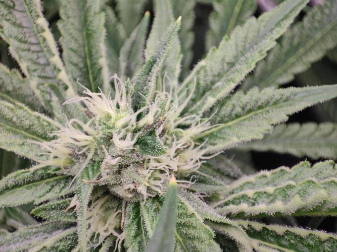 DR60. Week 10