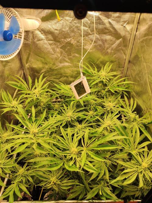 Shkruntzz. Week 10