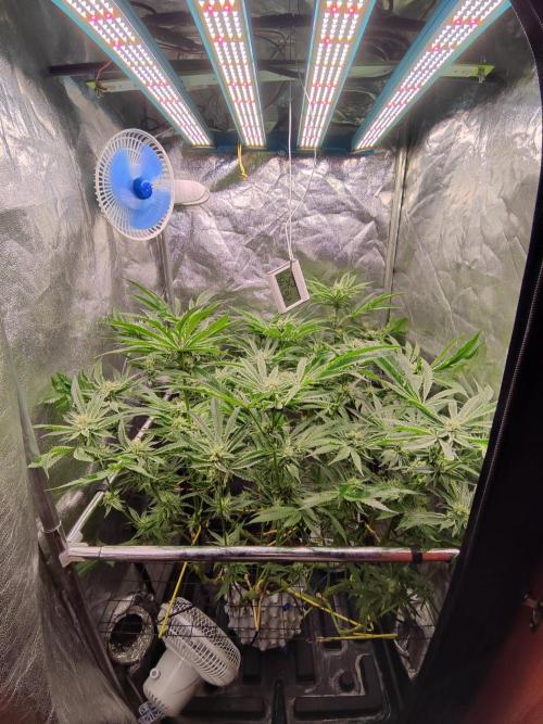 Shkruntzz. Week 10