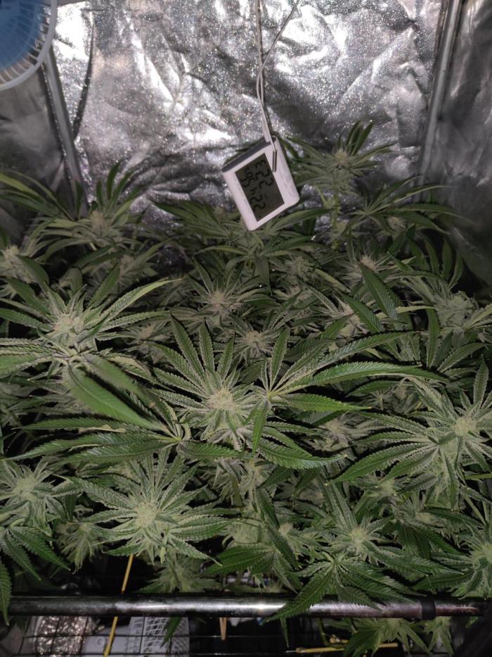 Shkruntzz. Week 11
