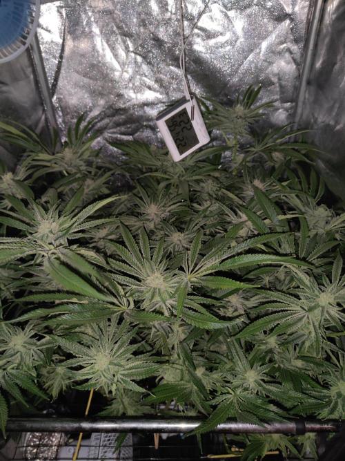 DR60. Week 11