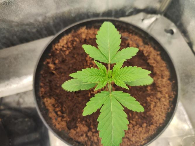 Apple Fritter. Week 2