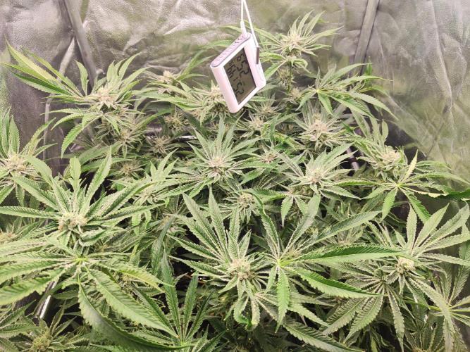 Shkruntzz. Week 11