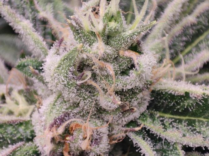 Shkruntzz. Week 11
