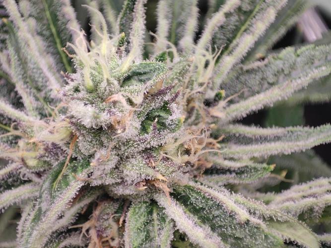 Shkruntzz. Week 11