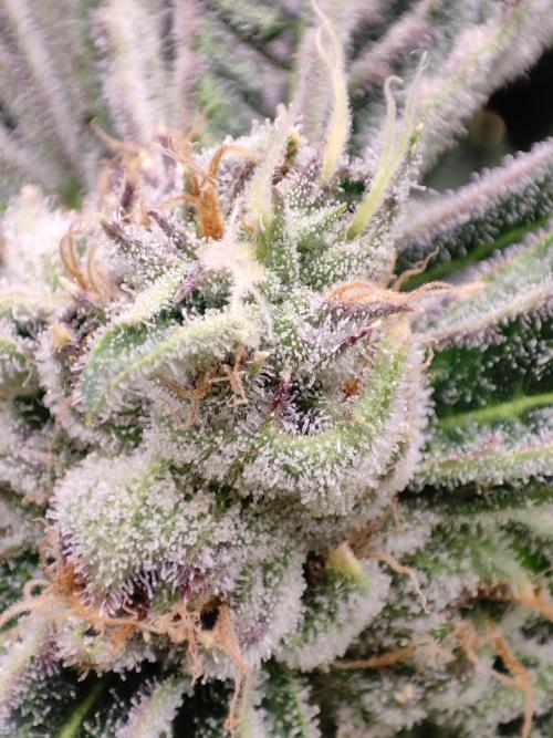 Shkruntzz. Week 12