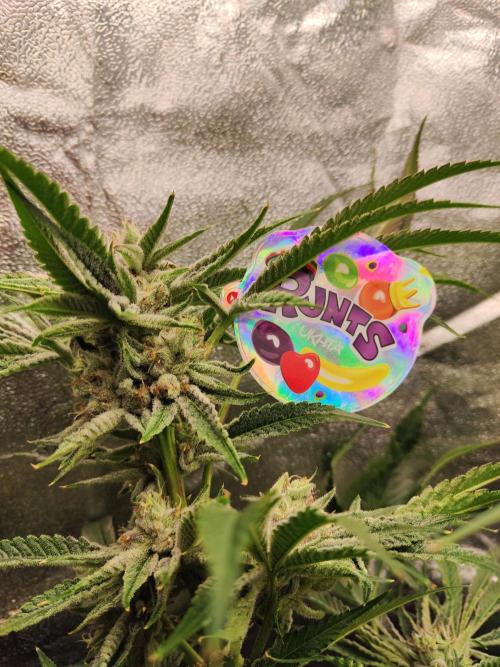 Shkruntzz. Week 12