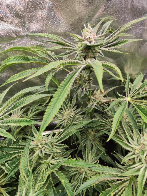 Shkruntzz. Week 12