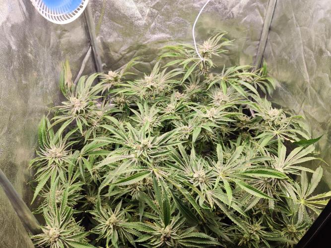 Shkruntzz. Week 12