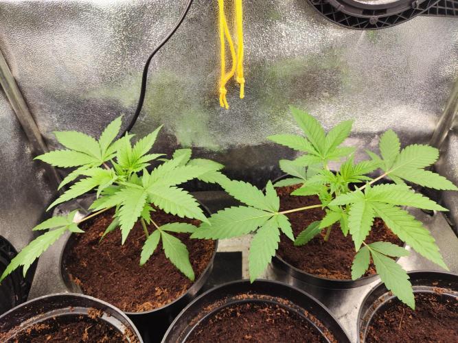 Apple Fritter. Week 3