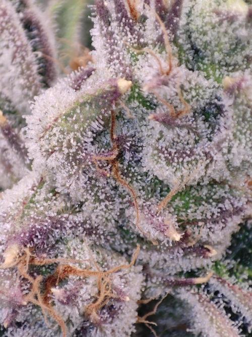 Shkruntzz. Week 12