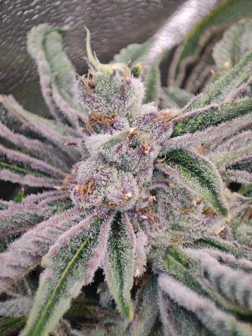Shkruntzz. Week 12