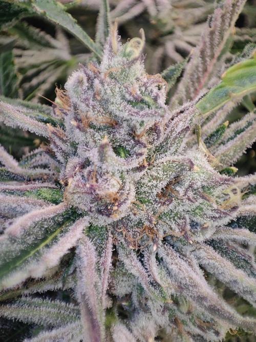 Shkruntzz. Week 12