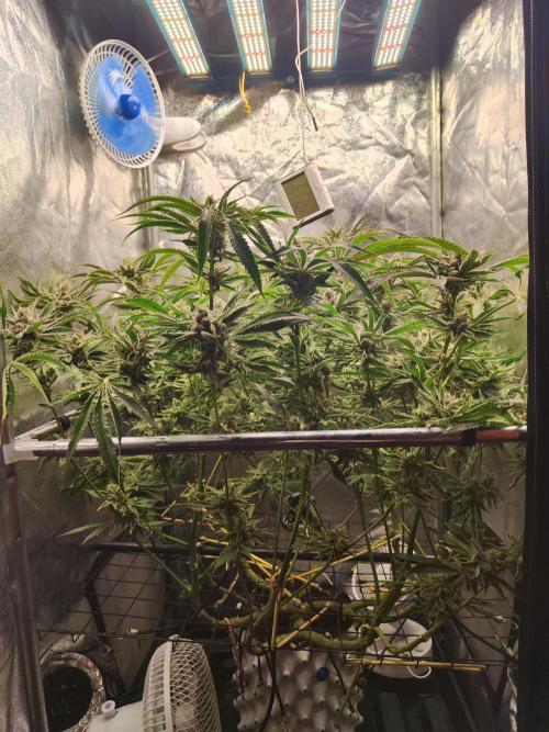 Shkruntzz. Week 12