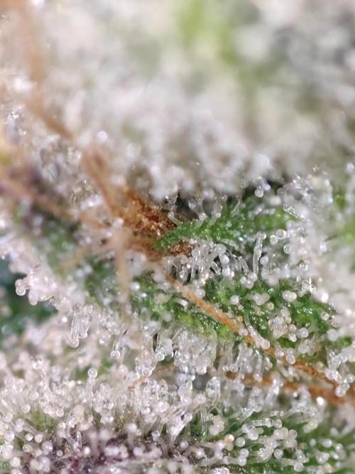 Shkruntzz. Week 12