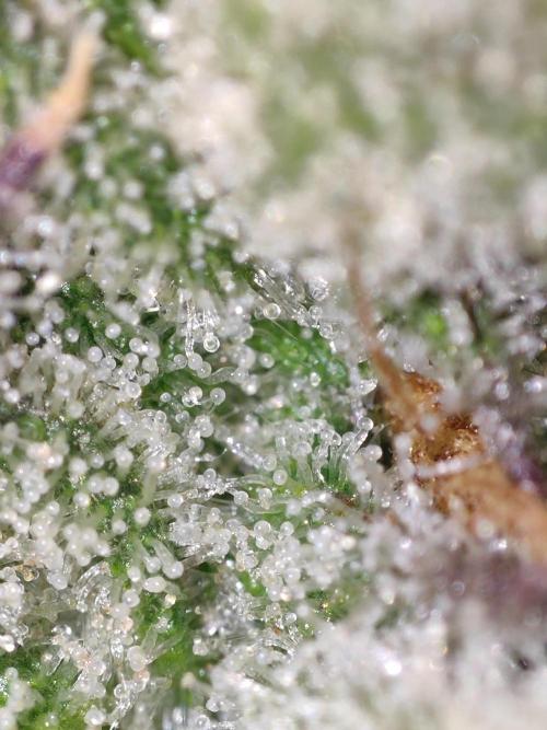 Shkruntzz. Week 12