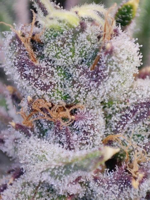Shkruntzz. Week 13