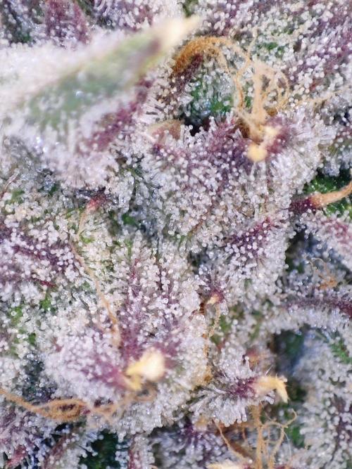 Shkruntzz. Week 13