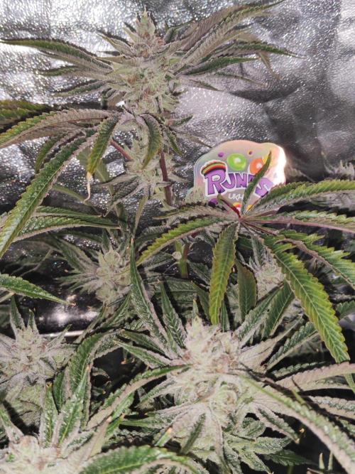 Shkruntzz. Week 13