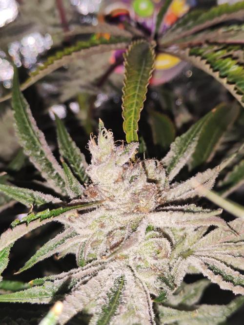 Shkruntzz. Week 13
