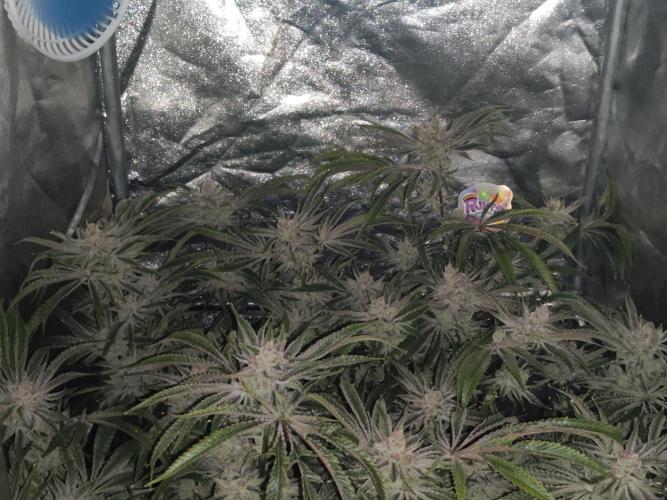 Shkruntzz. Week 13