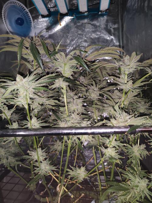 Shkruntzz. Week 13