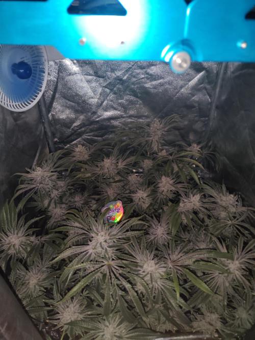 Shkruntzz. Week 13