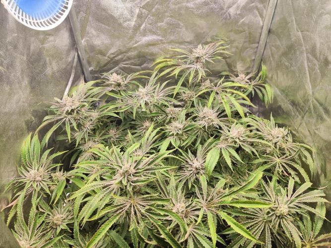 Shkruntzz. Week 13