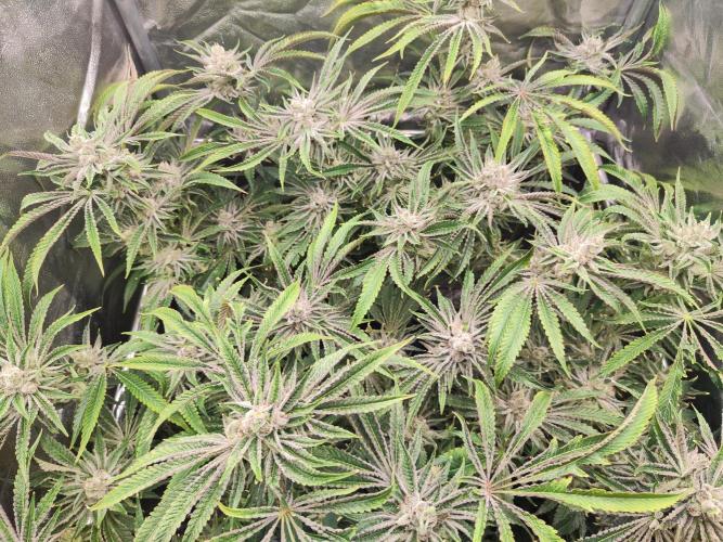 Shkruntzz. Week 13