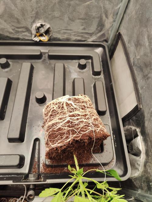 Apple Fritter. Week 3