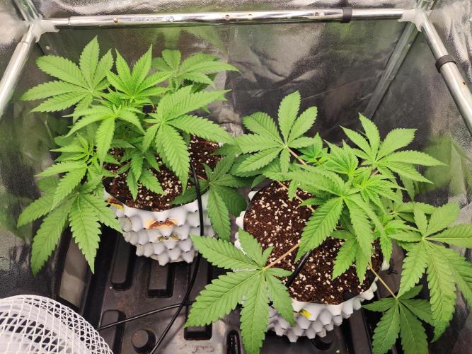 Apple Fritter. Week 4