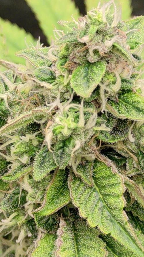 Banana Gold Rush