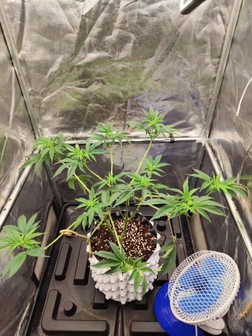 Banana Gold Rush. Week 3