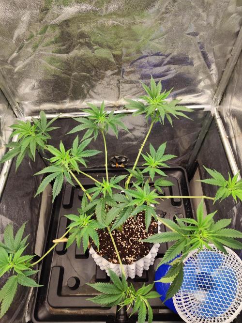 X55 Bar 240w LED Grow Light. Week 3