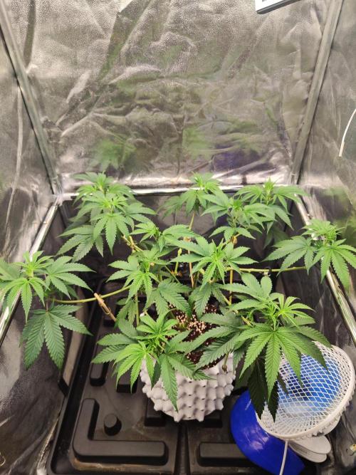Banana Gold Rush. Week 3