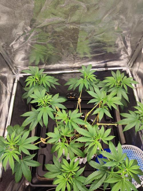 X55 Bar 240w LED Grow Light. Week 3