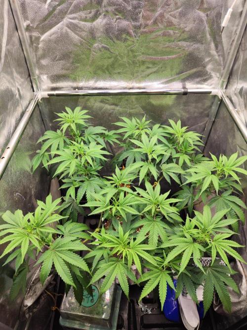 X55 240W LED. Week 4