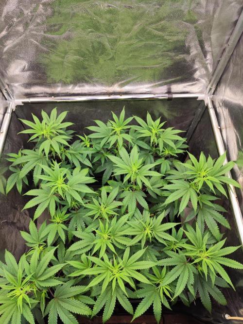 Banana Gold Rush. Week 4