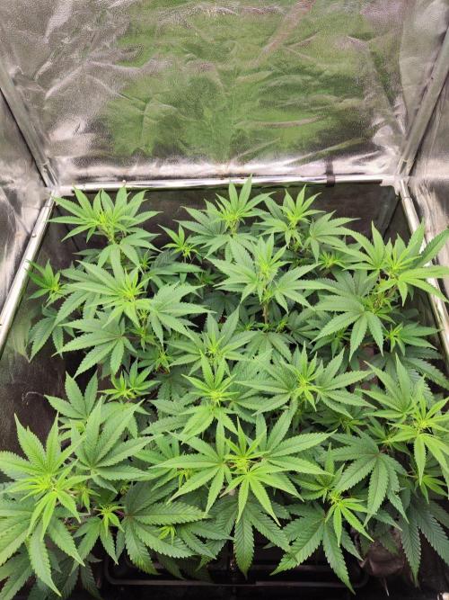 Banana Gold Rush. Week 4