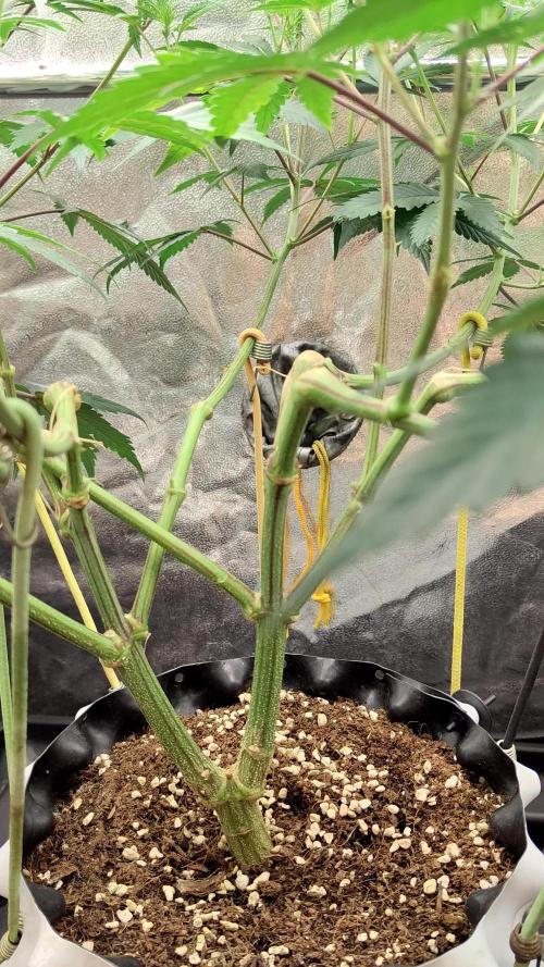 Banana Gold Rush