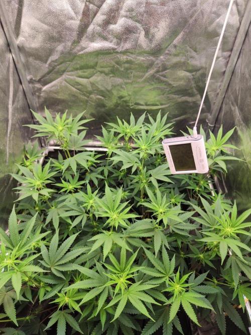 Banana Gold Rush. Week 5