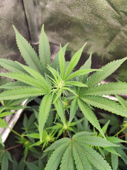 Banana Gold Rush. Week 5