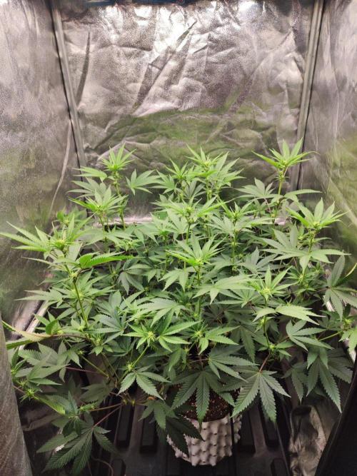 Banana Gold Rush. Week 5