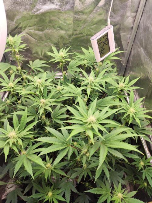 Banana Gold Rush. Week 6
