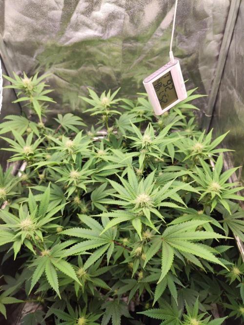 Banana Gold Rush. Week 6